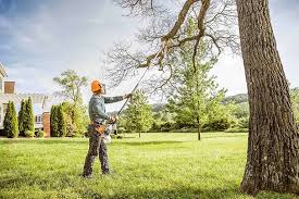 Best Arborist Consultation Services  in Coolidge, AZ